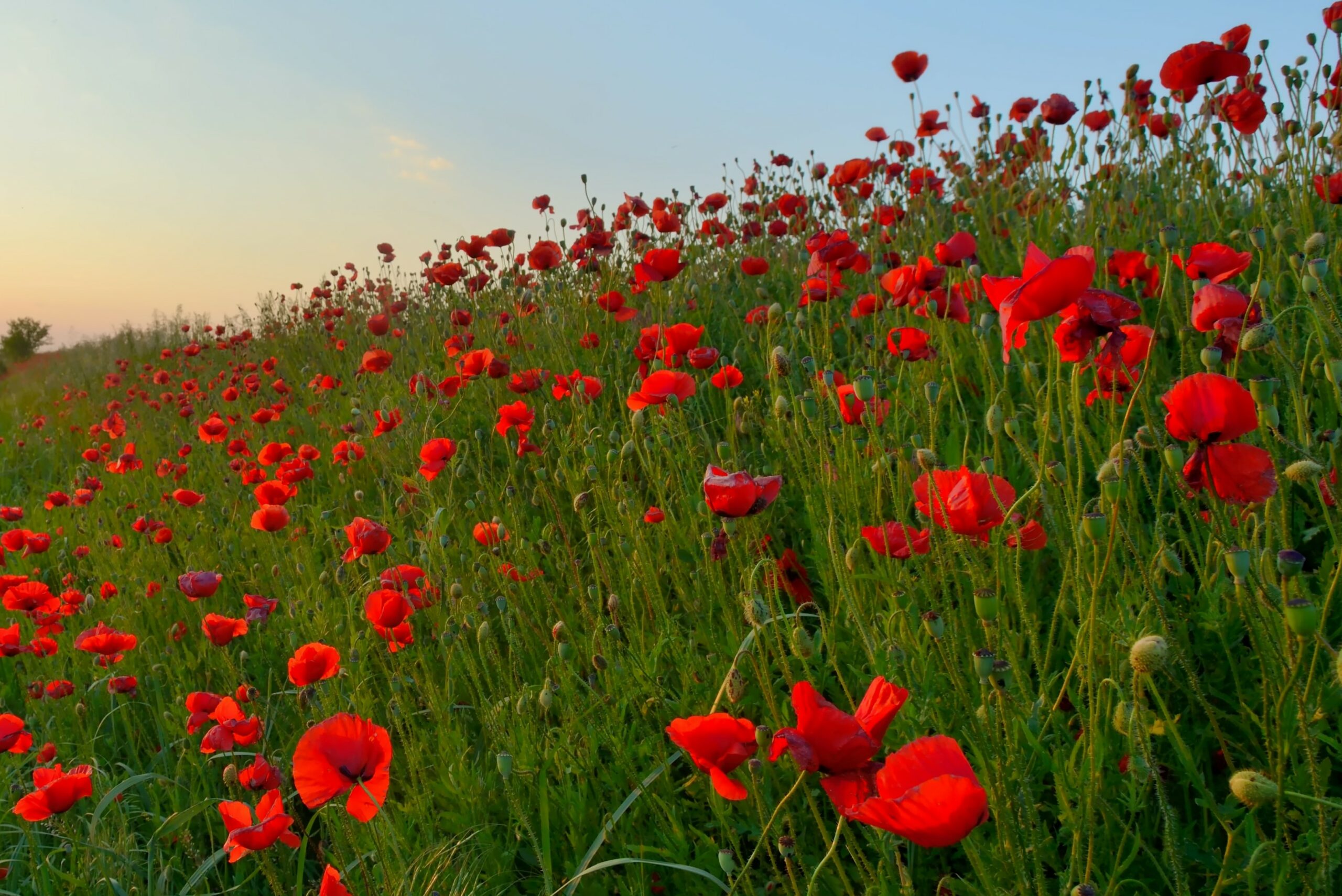 poppies Remembrance Day – South Fraser Unitarians